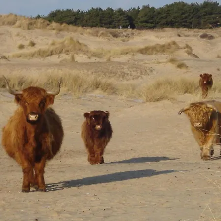 De Schelp 58 Lägenhet Zandvoort