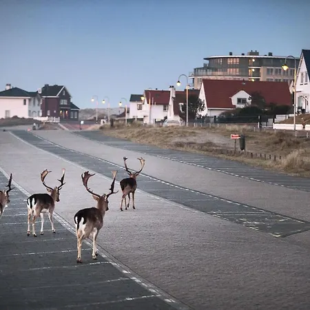 De Schelp 58 Lägenhet *