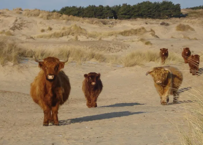 De Schelp 58 Lägenhet Zandvoort