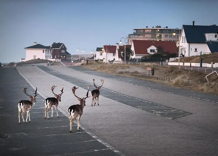 De Schelp 58 Апартаменты *